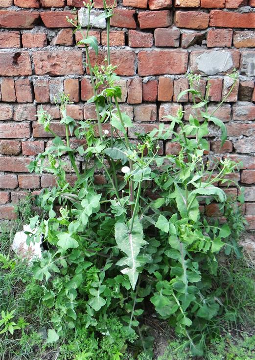 Sonchus oleraceus